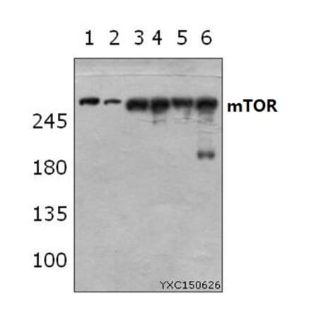 Anti-mTOR (S2442) Antibody from Bioworld Technology (BS3611) - Antibodies.com