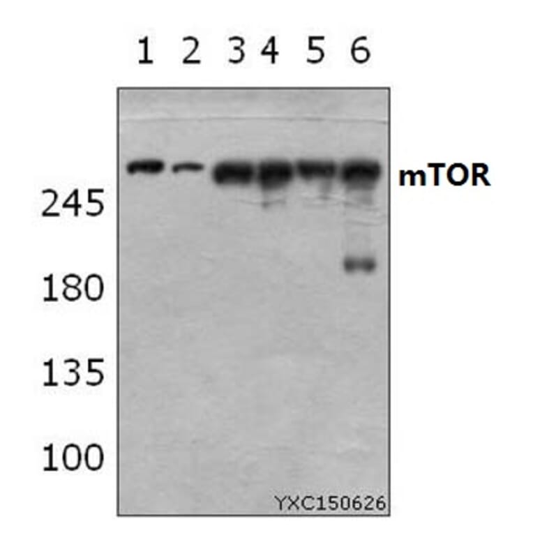 Anti-mTOR (S2442) Antibody from Bioworld Technology (BS3611) - Antibodies.com