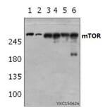 Anti-mTOR (S2442) Antibody from Bioworld Technology (BS3611) - Antibodies.com