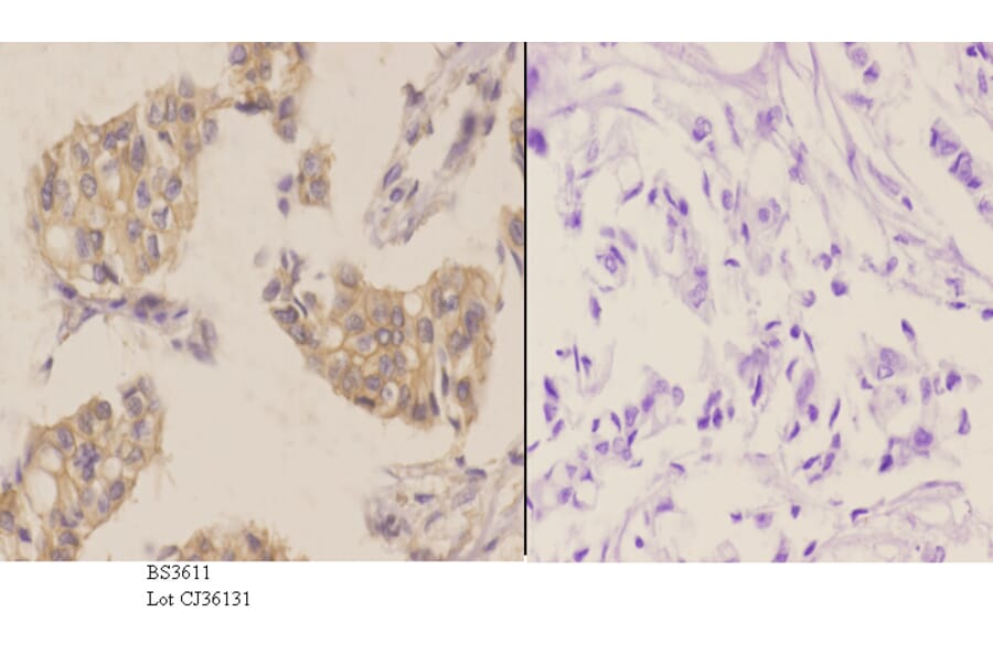 Anti-mTOR (S2442) Antibody from Bioworld Technology (BS3611) - Antibodies.com
