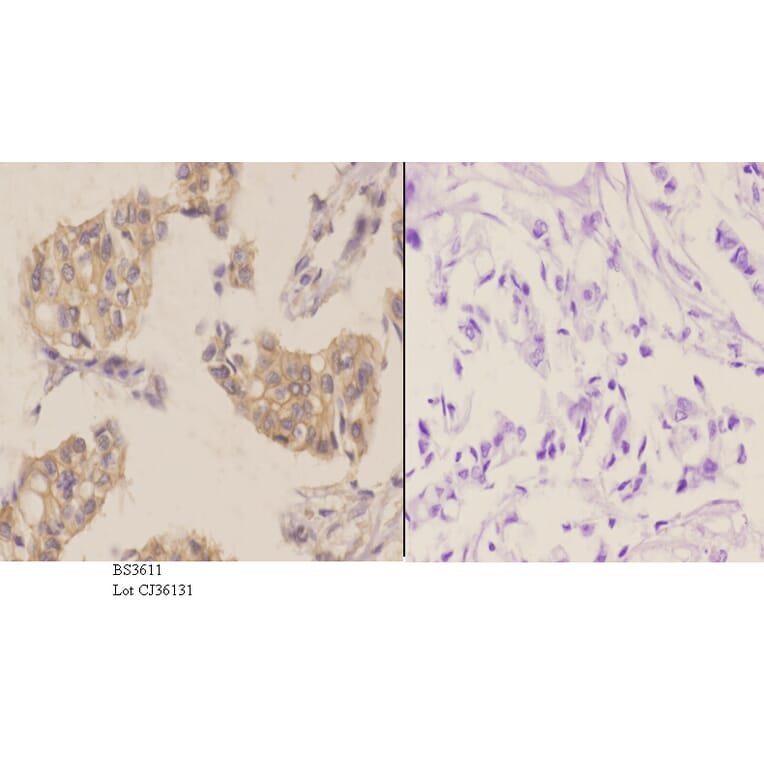 Anti-mTOR (S2442) Antibody from Bioworld Technology (BS3611) - Antibodies.com