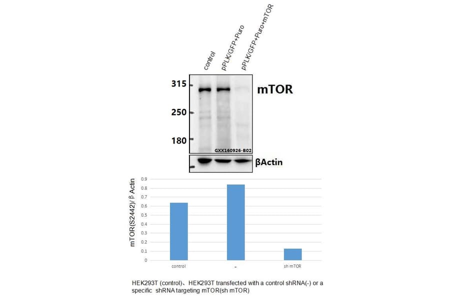 Anti-mTOR (S2442) Antibody from Bioworld Technology (BS3611) - Antibodies.com
