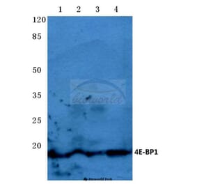 Anti-4E-BP1 (P30) Antibody from Bioworld Technology (BS3612) - Antibodies.com
