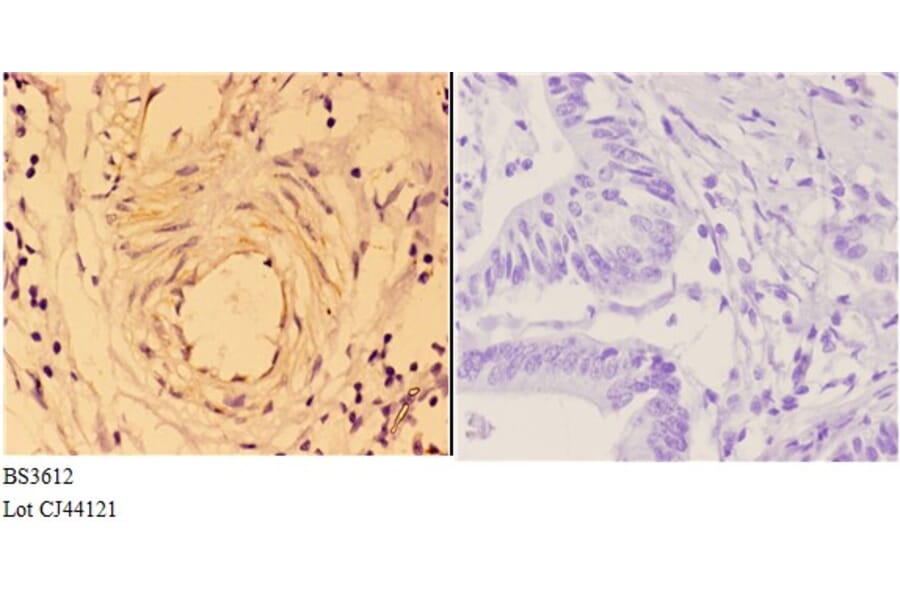Anti-4E-BP1 (P30) Antibody from Bioworld Technology (BS3612) - Antibodies.com