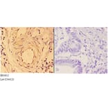 Anti-4E-BP1 (P30) Antibody from Bioworld Technology (BS3612) - Antibodies.com