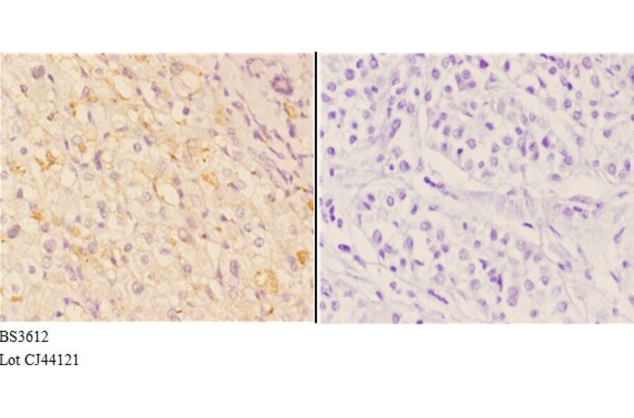 Anti-4E-BP1 (P30) Antibody from Bioworld Technology (BS3612) - Antibodies.com