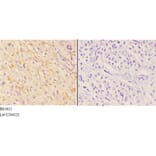 Anti-4E-BP1 (P30) Antibody from Bioworld Technology (BS3612) - Antibodies.com