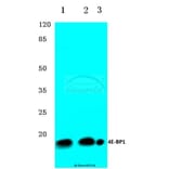 Anti-4E-BP1 (G39) Antibody from Bioworld Technology (BS3613) - Antibodies.com