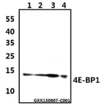 Anti-4E-BP1 (G39) Antibody from Bioworld Technology (BS3613) - Antibodies.com