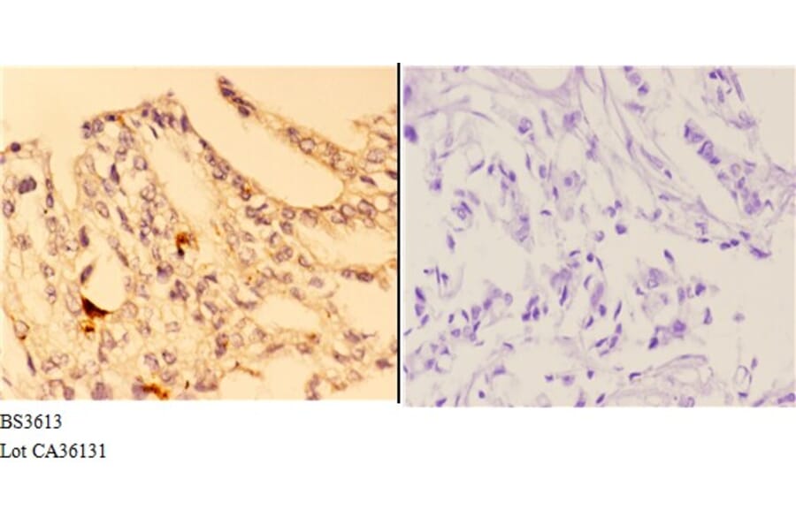 Anti-4E-BP1 (G39) Antibody from Bioworld Technology (BS3613) - Antibodies.com