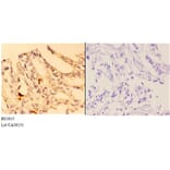 Anti-4E-BP1 (G39) Antibody from Bioworld Technology (BS3613) - Antibodies.com