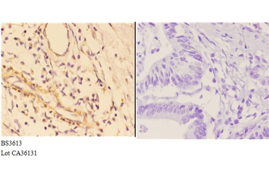 Anti-4E-BP1 (G39) Antibody from Bioworld Technology (BS3613) - Antibodies.com