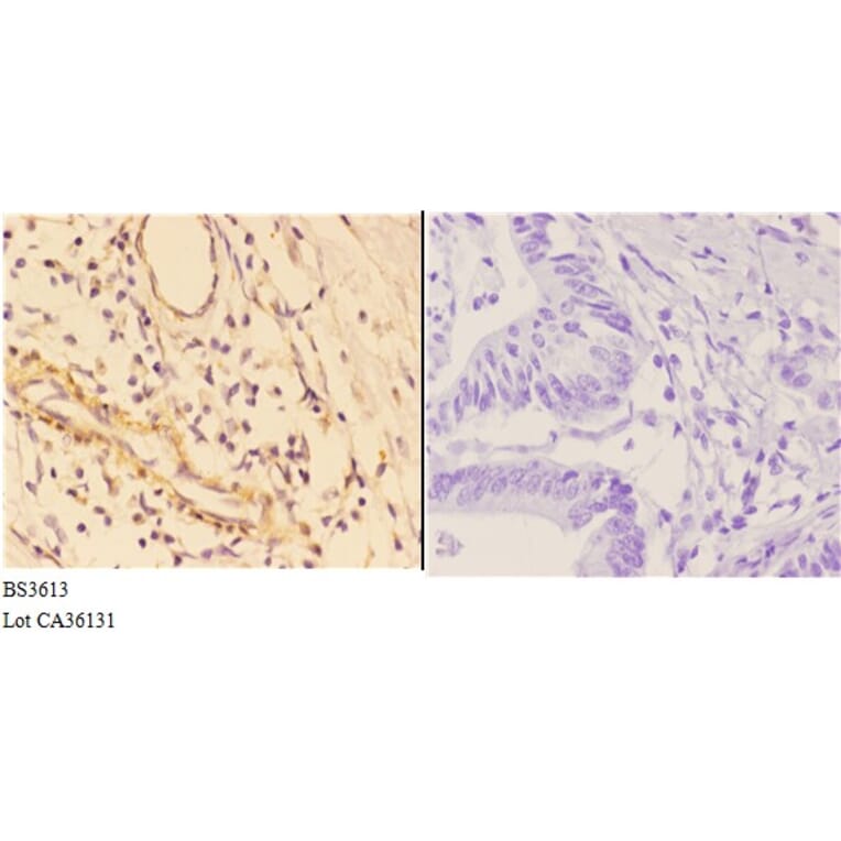 Anti-4E-BP1 (G39) Antibody from Bioworld Technology (BS3613) - Antibodies.com