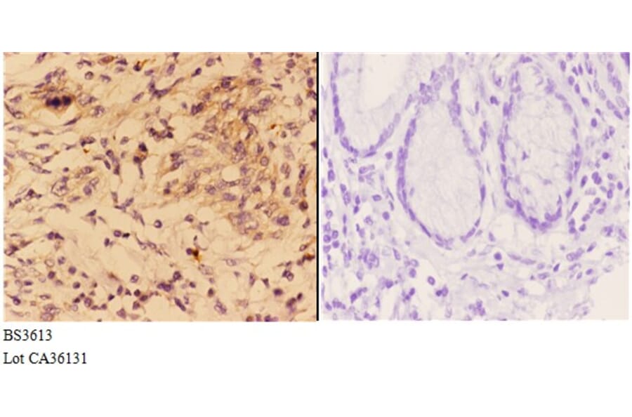 Anti-4E-BP1 (G39) Antibody from Bioworld Technology (BS3613) - Antibodies.com