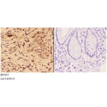 Anti-4E-BP1 (G39) Antibody from Bioworld Technology (BS3613) - Antibodies.com