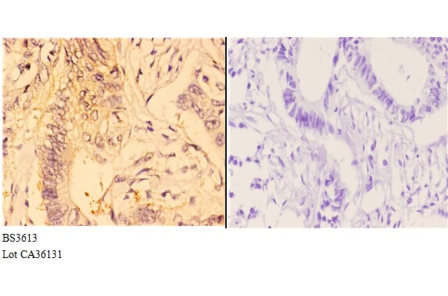 Anti-4E-BP1 (G39) Antibody from Bioworld Technology (BS3613) - Antibodies.com