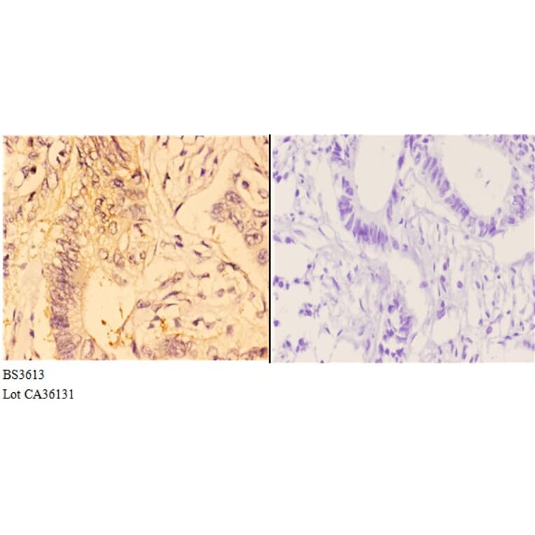 Anti-4E-BP1 (G39) Antibody from Bioworld Technology (BS3613) - Antibodies.com