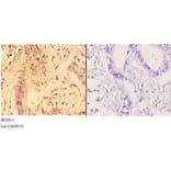 Anti-4E-BP1 (G39) Antibody from Bioworld Technology (BS3613) - Antibodies.com