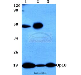 Anti-Op18 (A18) Antibody from Bioworld Technology (BS3615) - Antibodies.com