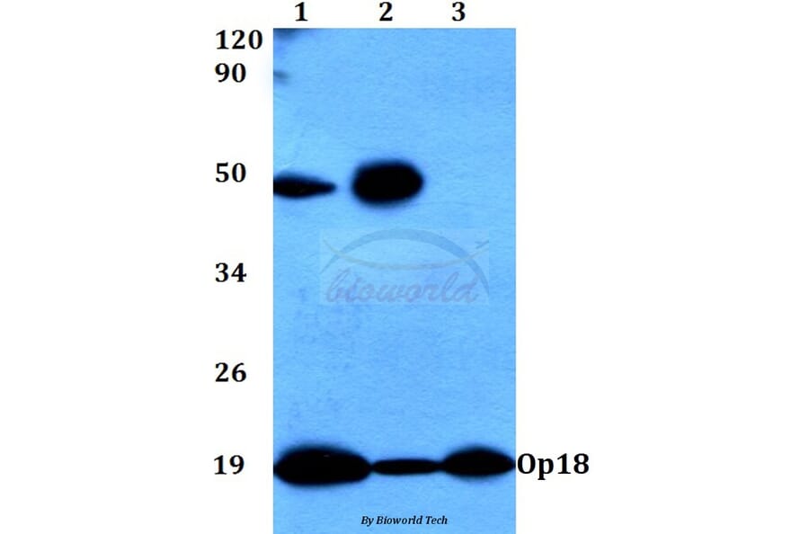Anti-Op18 (A18) Antibody from Bioworld Technology (BS3615) - Antibodies.com