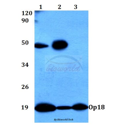 Anti-Op18 (A18) Antibody from Bioworld Technology (BS3615) - Antibodies.com