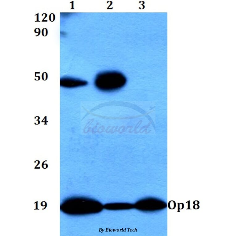 Anti-Op18 (A18) Antibody from Bioworld Technology (BS3615) - Antibodies.com