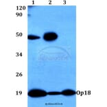 Anti-Op18 (A18) Antibody from Bioworld Technology (BS3615) - Antibodies.com