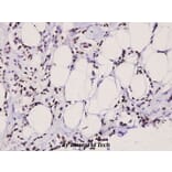 Anti-Op18 (A18) Antibody from Bioworld Technology (BS3615) - Antibodies.com