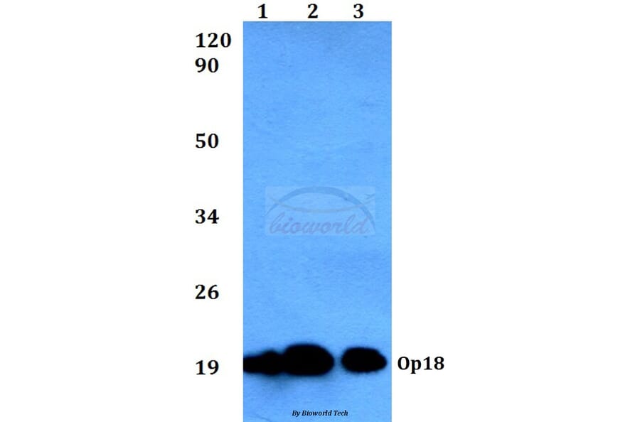 Anti-Op18 (V31) Antibody from Bioworld Technology (BS3616) - Antibodies.com