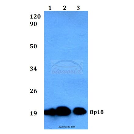 Anti-Op18 (V31) Antibody from Bioworld Technology (BS3616) - Antibodies.com