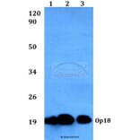 Anti-Op18 (V31) Antibody from Bioworld Technology (BS3616) - Antibodies.com