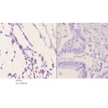 Anti-PDGFR-β (K745) Antibody from Bioworld Technology (BS3617) - Antibodies.com
