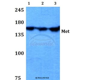 Anti-c-Met(T1343) Antibody from Bioworld Technology (BS3619) - Antibodies.com