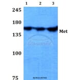 Anti-c-Met(T1343) Antibody from Bioworld Technology (BS3619) - Antibodies.com