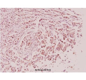 Anti-Sp1 (E336) Antibody from Bioworld Technology (BS3622) - Antibodies.com