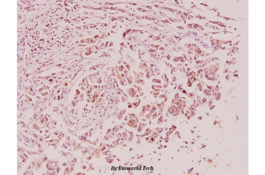 Anti-Sp1 (E336) Antibody from Bioworld Technology (BS3622) - Antibodies.com