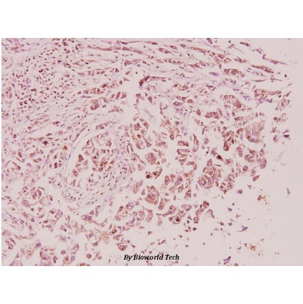 Anti-Sp1 (E336) Antibody from Bioworld Technology (BS3622) - Antibodies.com