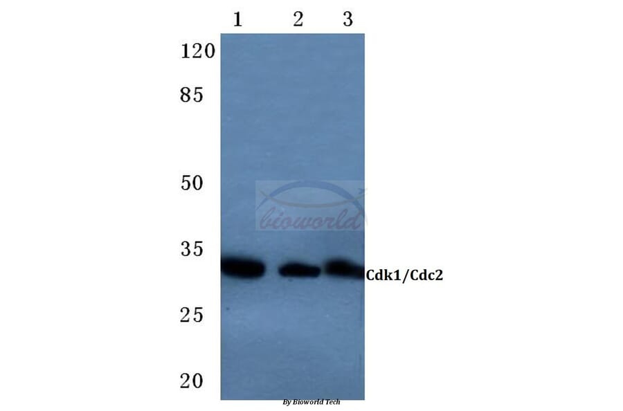 Anti-Cdk1/Cdc2 (K9) Antibody from Bioworld Technology (BS3626) - Antibodies.com