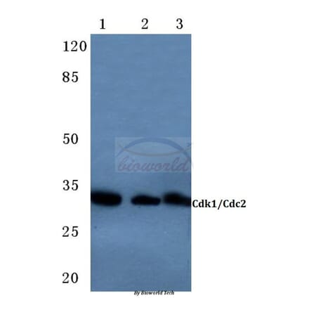 Anti-Cdk1/Cdc2 (K9) Antibody from Bioworld Technology (BS3626) - Antibodies.com