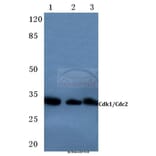 Anti-Cdk1/Cdc2 (K9) Antibody from Bioworld Technology (BS3626) - Antibodies.com