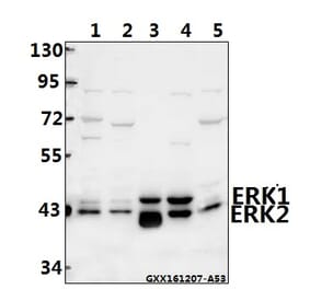 Anti-ERK1/2 (D196) Antibody from Bioworld Technology (BS3627) - Antibodies.com