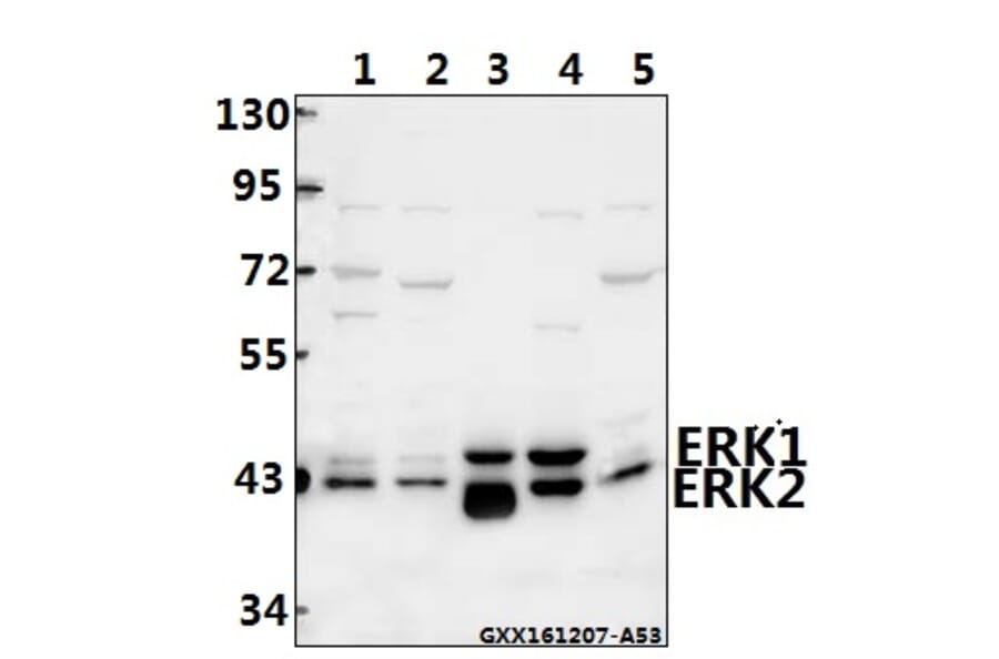 Anti-ERK1/2 (D196) Antibody from Bioworld Technology (BS3627) - Antibodies.com
