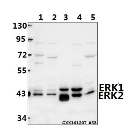 Anti-ERK1/2 (D196) Antibody from Bioworld Technology (BS3627) - Antibodies.com