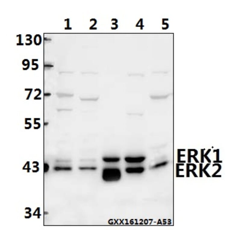 Anti-ERK1/2 (D196) Antibody from Bioworld Technology (BS3627) - Antibodies.com