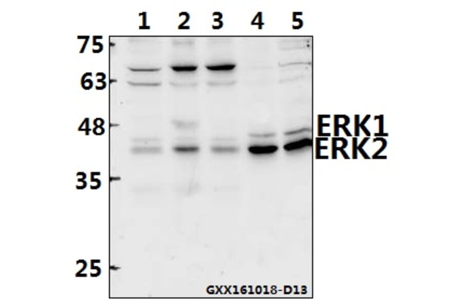 Anti-ERK1/2 (D196) Antibody from Bioworld Technology (BS3627) - Antibodies.com