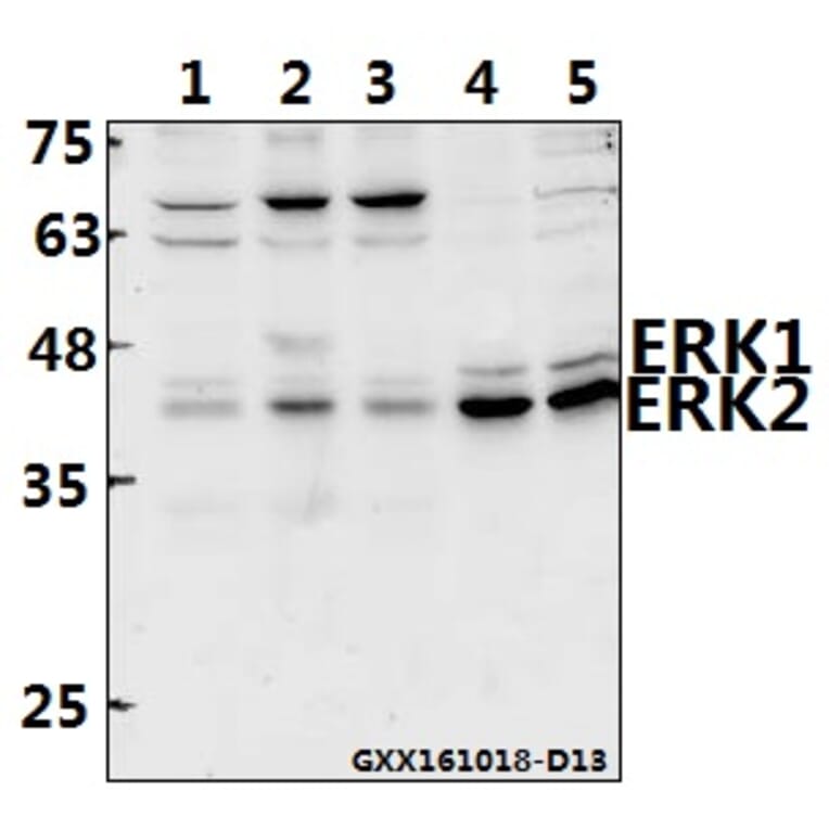 Anti-ERK1/2 (D196) Antibody from Bioworld Technology (BS3627) - Antibodies.com