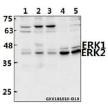 Anti-ERK1/2 (D196) Antibody from Bioworld Technology (BS3627) - Antibodies.com