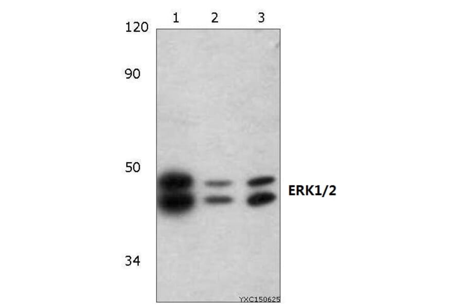 Anti-ERK1/2 (H197) Antibody from Bioworld Technology (BS3628) - Antibodies.com