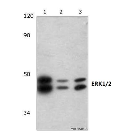 Anti-ERK1/2 (H197) Antibody from Bioworld Technology (BS3628) - Antibodies.com