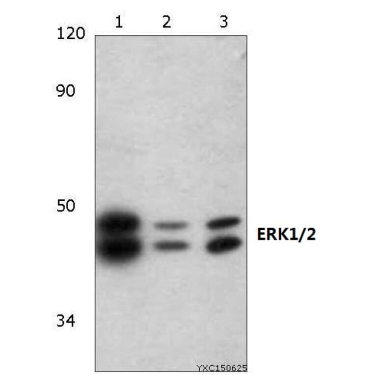 Anti-ERK1/2 (H197) Antibody from Bioworld Technology (BS3628) - Antibodies.com